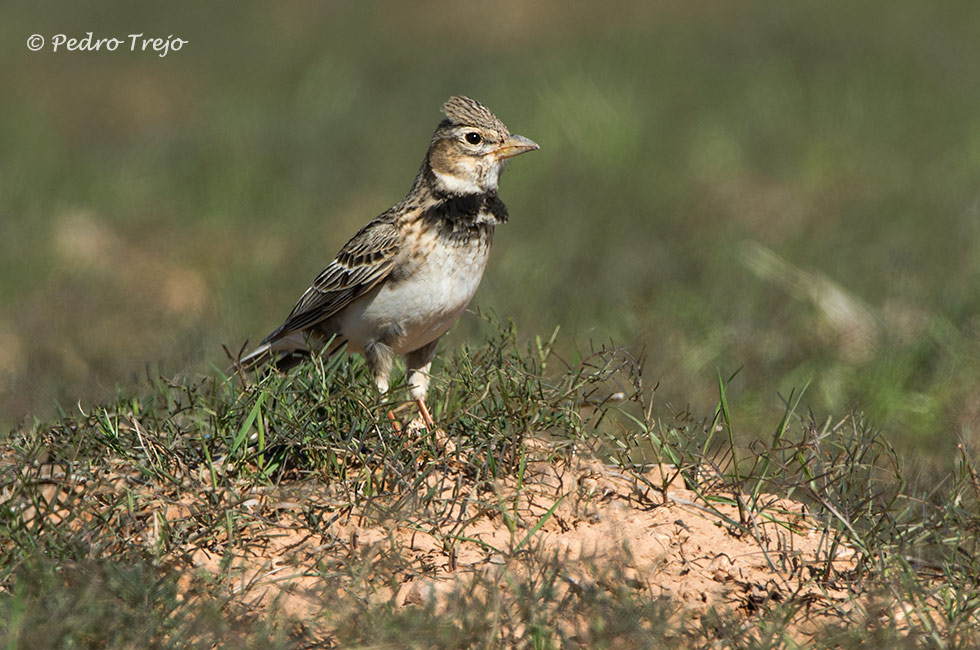 Calandria común (Melanocorypha calandra)